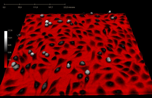 Proliferating L929 cells