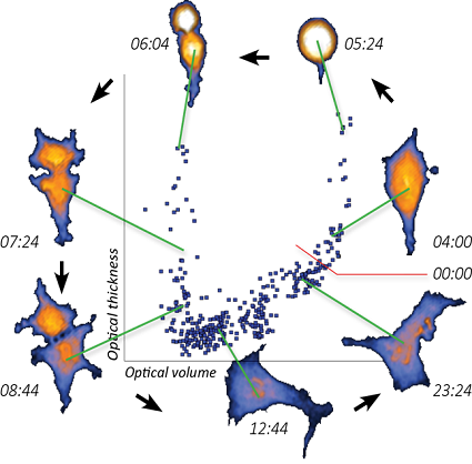 cell cycle analysis