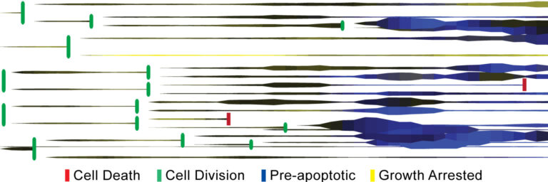 Cell Tracking Rocket Plots Cell Tracking Rocket Plots