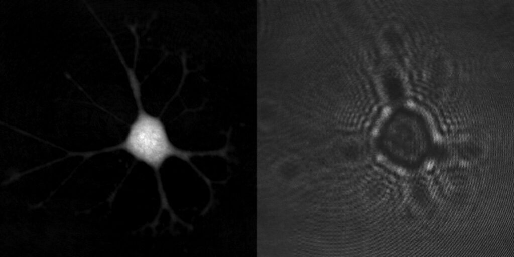 A quantitative phase image of a cell and the hologram it was created from