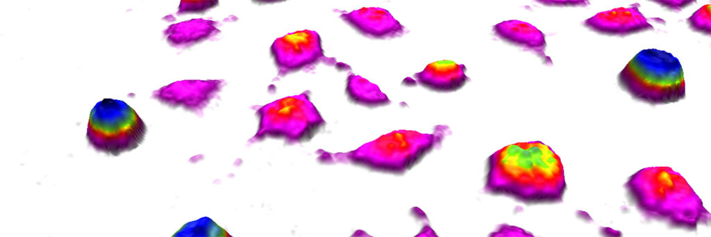 Digitally colored L929 cells imaged by HoloMonitor