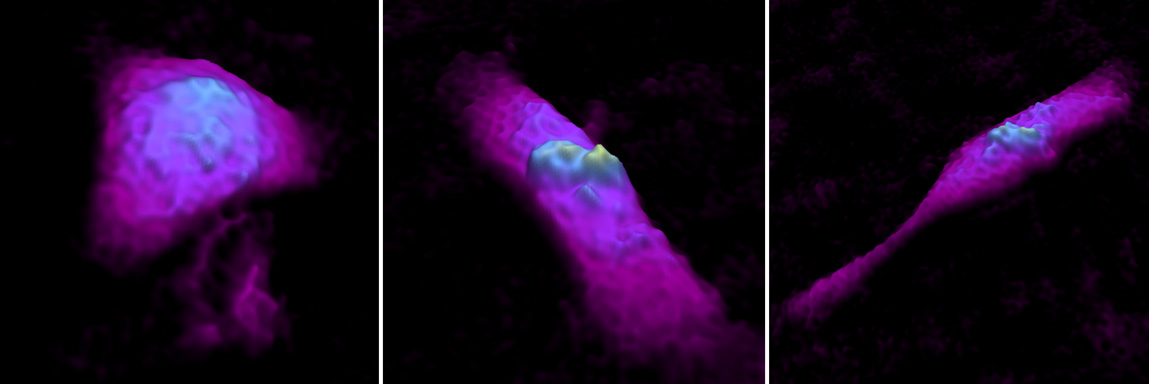 Primary cell with varying morphology imaged with HoloMonitor.