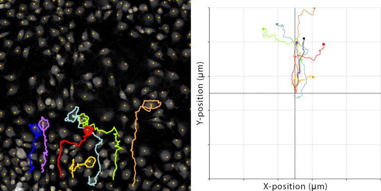HoloMonitor Wound Healing Assay with Single-cell Tracking HoloMonitor Wound Healing Assay with single-cell tracking