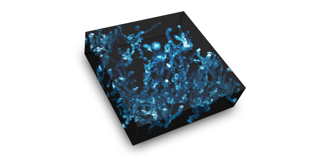 The spectacular live-cell image was created by overlaying HoloMonitor time-lapse images in a single image, where time is shown along the z-axis.