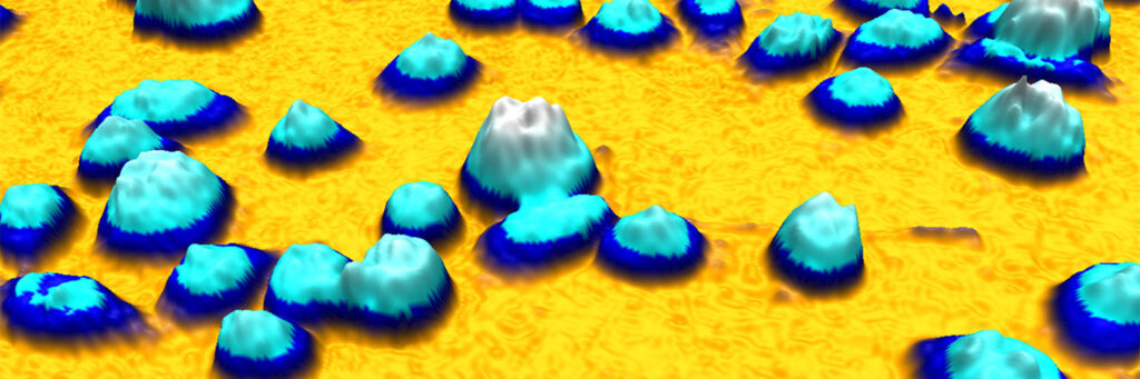 Jimt-1 cells