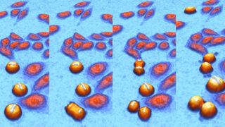 Sequence of images showing cell divisions, created by the incubator-based cell culture microscope - HoloMonitor