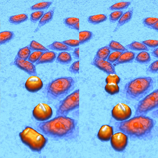 Sequence of images showing cell divisions, created by the incubator-based cell culture microscope - HoloMonitor