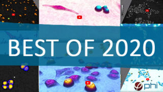 Collage of Best Live Cell Videos of 2020