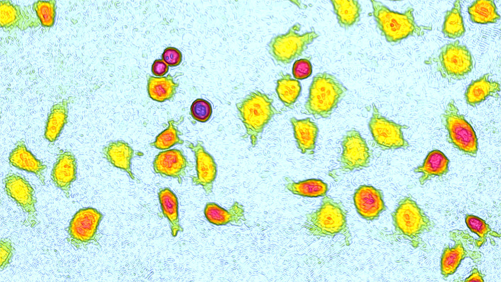 single cell tracking experiments