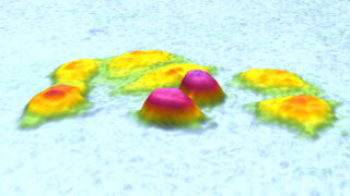 Zoomed view of yellow L929 cells on a bright blue background