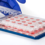 Hand placing 24-well HoloLid on 24-well microplate