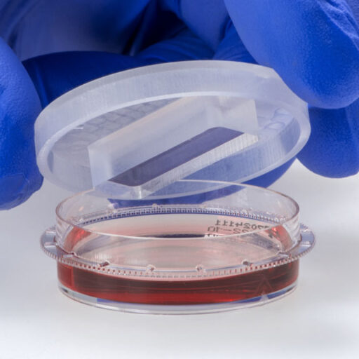 Hand placing Petri HoloLid on 35 mm Petri dish