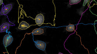 Black image showing tracked single cells with colored trajectories