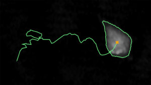 Grey tracked cell on black background with a green line showing its path
