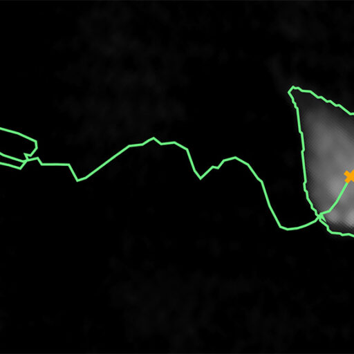 Grey tracked cell on black background with a green line showing its path