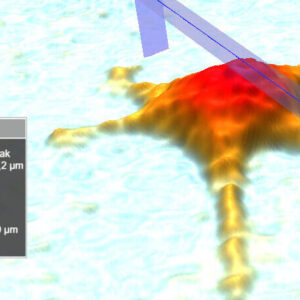 Single-cell analysis, measuring the height profile of a single cell.