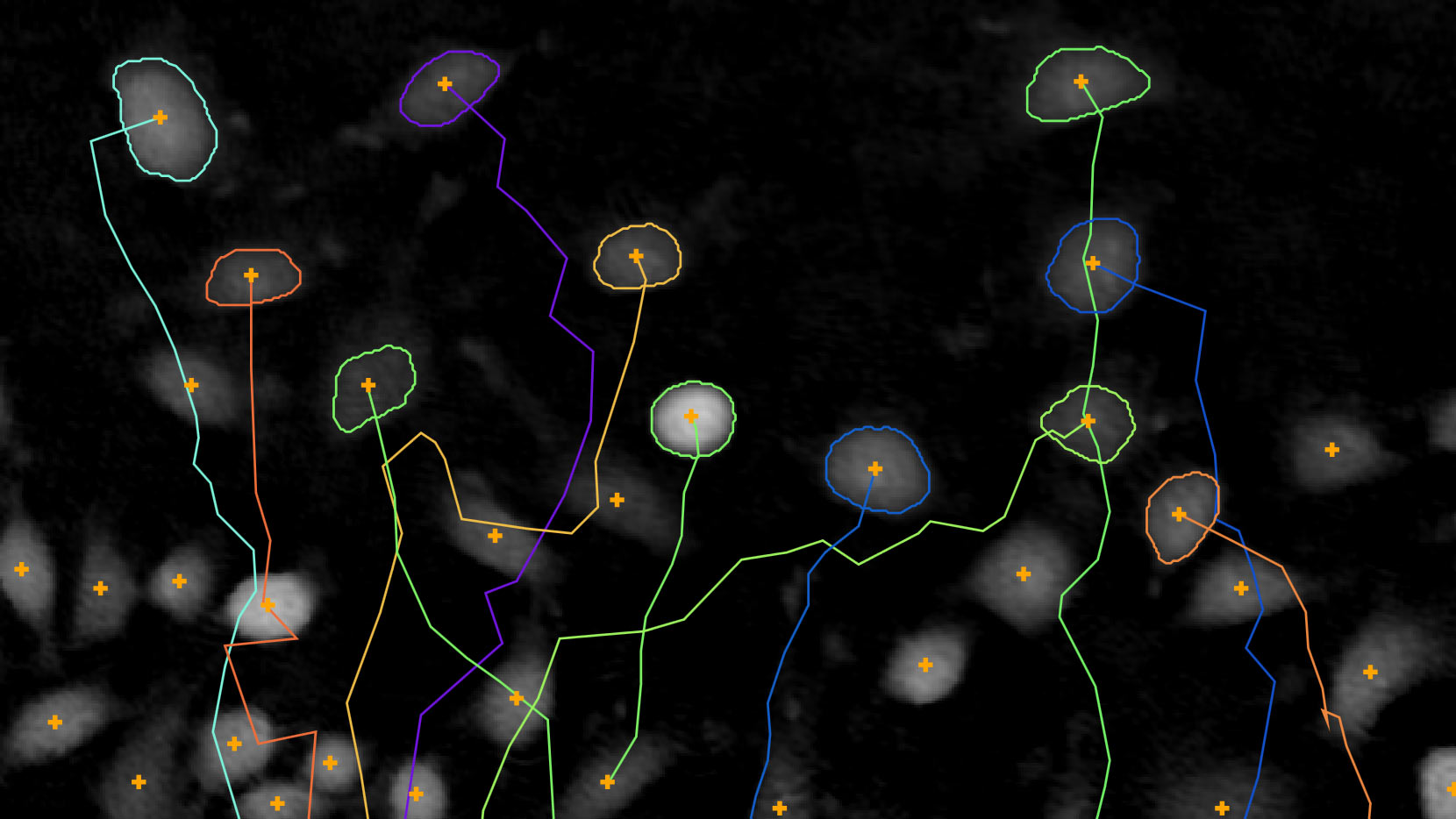 single cell tracking experiments