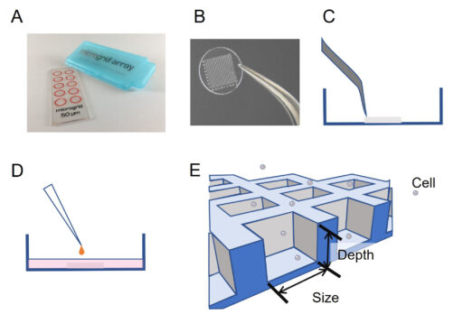 Figure 1 Method to prepare the microgrid in the 35mm dishes