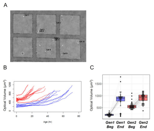 Figure 4 Dynamics of the optical volume of indicated cells