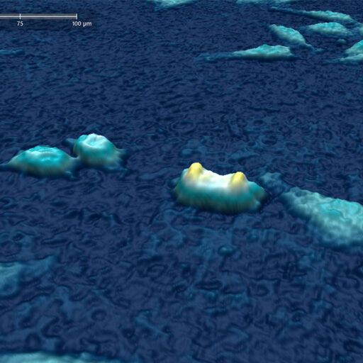 3D image of HeLa cells cultured in Jellagel undergoing mitosis