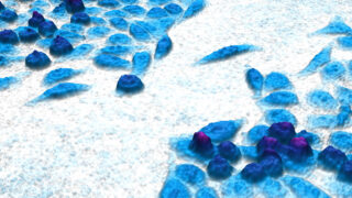 Blue cells on white background showing a closing cell gap of a wound healing assay