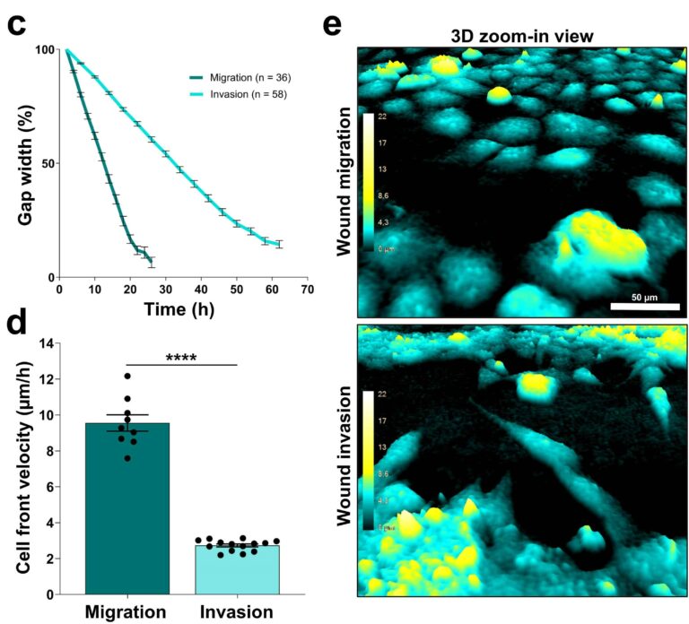 Panel showing results and images from a 3D matrix cell culture assay using HoloMonitor.
