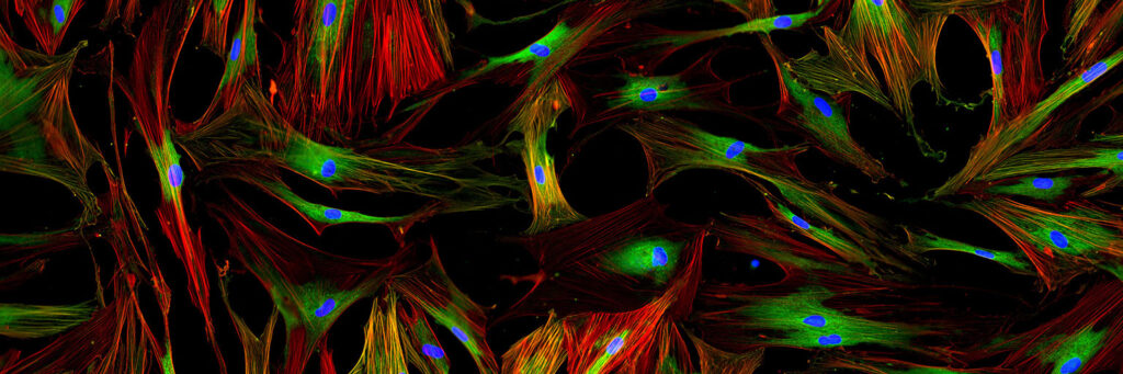 Brightly colored fluorescent cells