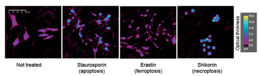 apoptosis512px