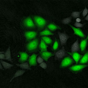 Green fluorescent cells on a black background.