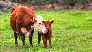 A brown cow with a calf on a green field-